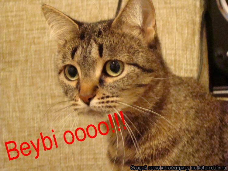Beybi oooo!!!... Котоматрица: Beybi oooo!!!