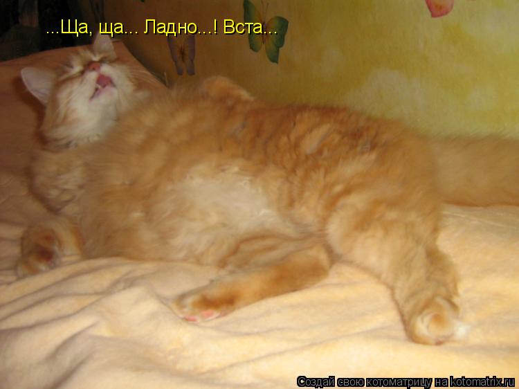 ...Ща, ща... Ладно...! Вста...... Котоматрица: ...Ща, ща... Ладно...! Вста...
