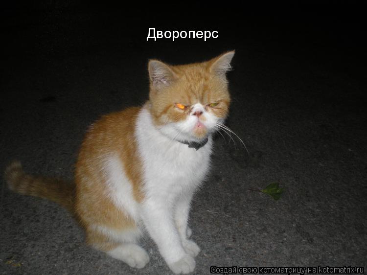 Двороперс... Котоматрица: Двороперс