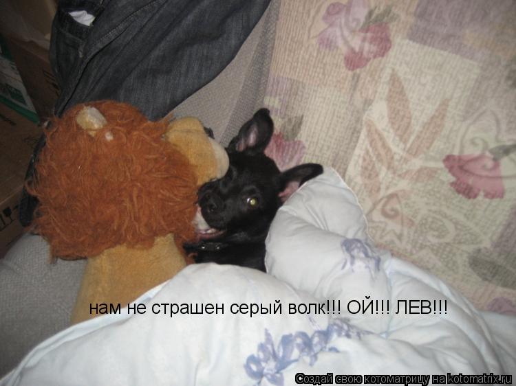нам не страшен серый волк!!! ОЙ!!! ЛЕВ!!!... Котоматрица: нам не страшен серый волк!!! ОЙ!!! ЛЕВ!!!