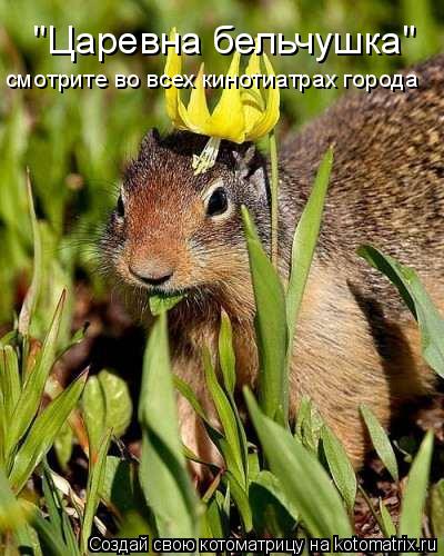 "Царевна бельчушка" смотрите во всех кинотиатрах города... Котоматрица: "Царевна бельчушка" смотрите во всех кинотиатрах города