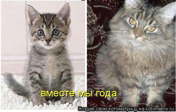 вместе мы года... Котоматрица: вместе мы года
