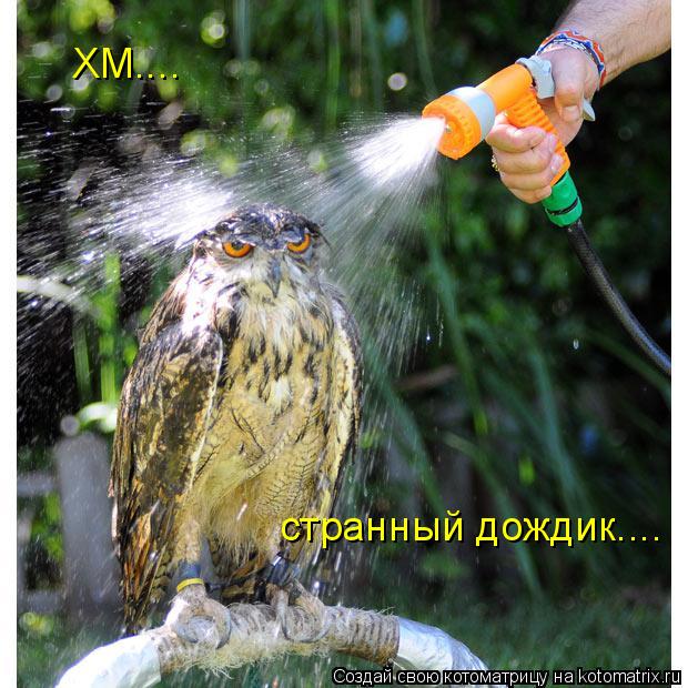 ХМ.... странный дождик....... Котоматрица: ХМ.... странный дождик....