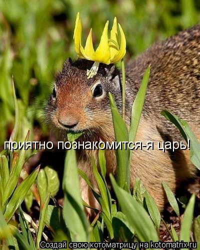 приятно познакомится-я царь!... Котоматрица: приятно познакомится-я царь!
