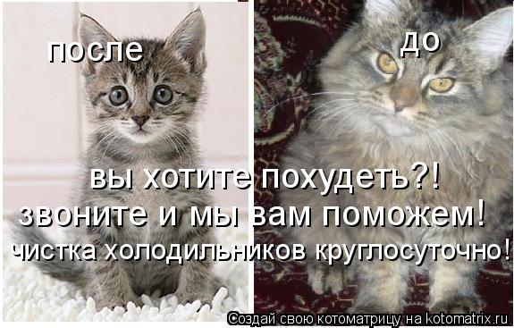 вы хотите похудеть?! до после звоните и мы вам поможем! чистка холодильников круглосуточно!... Котоматрица: вы хотите похудеть?! до после звоните и мы вам поможем! чистка холодильников круглосуточно!