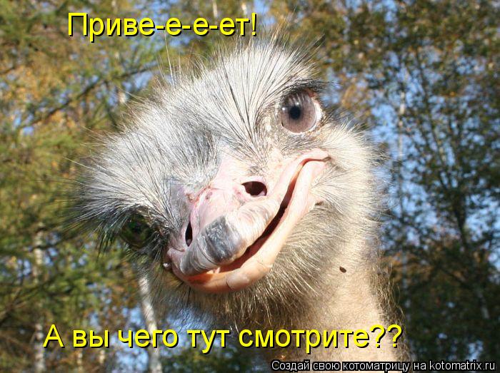 Приве-е-е-ет! А вы чего тут смотрите??... Котоматрица: Приве-е-е-ет! А вы чего тут смотрите??