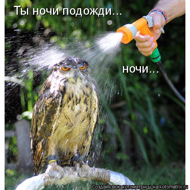 Ты ночи подожди... ночи...... Котоматрица: Ты ночи подожди... ночи...