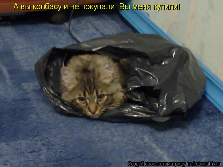 Котоматрица: А вы колбасу и не покупали! Вы меня купили!