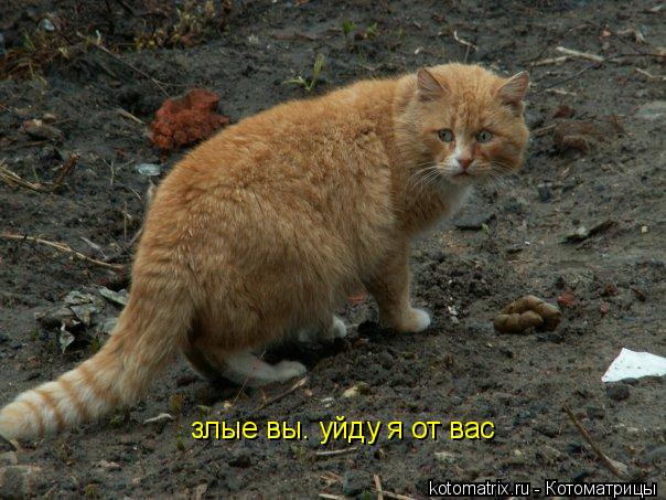 злые вы. уйду я от вас... Котоматрица: злые вы. уйду я от вас