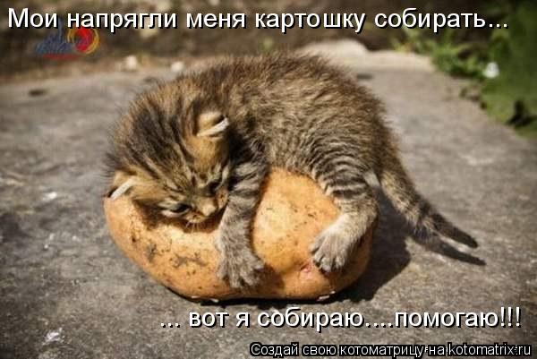 Мои напрягли меня картошку собирать... ... вот я собираю....помогаю!!!... Котоматрица: Мои напрягли меня картошку собирать... ... вот я собираю....помогаю!!!
