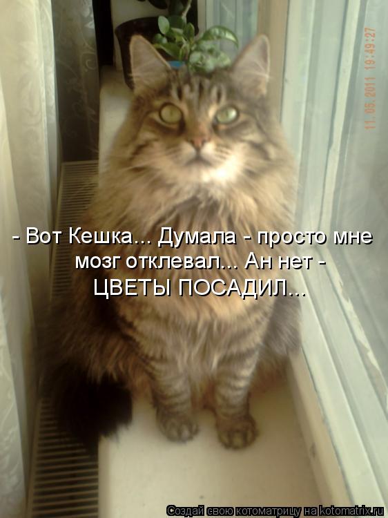 - Вот Кешка... Думала - просто мне мозг отклевал... Ан нет - ЦВЕТЫ ПОСАДИЛ...... Котоматрица: - Вот Кешка... Думала - просто мне мозг отклевал... Ан нет - ЦВЕТЫ ПОСАДИЛ...