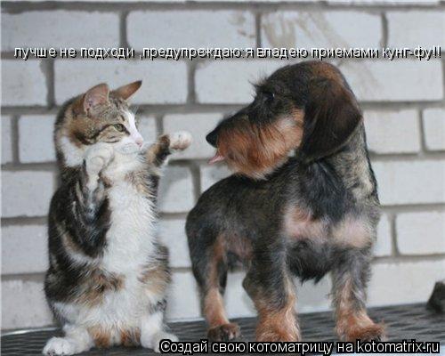лучше не подходи ,предупреждаю:я владею приемами кунг-фу!!... Котоматрица: лучше не подходи ,предупреждаю:я владею приемами кунг-фу!!