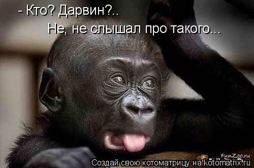 - Кто? Дарвин?.. Не, не слышал про такого...... Котоматрица: - Кто? Дарвин?.. Не, не слышал про такого...