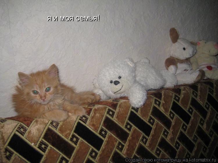 я и моя семья!... Котоматрица: я и моя семья!