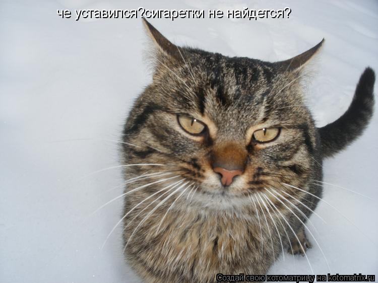 че уставился?сигаретки не найдется?... Котоматрица: че уставился?сигаретки не найдется?