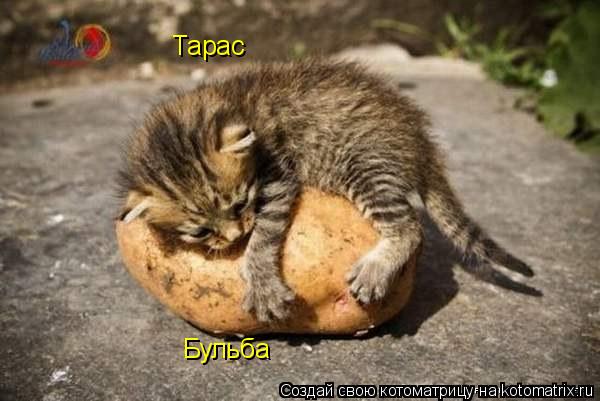 Тарас Бульба... Котоматрица: Тарас Бульба