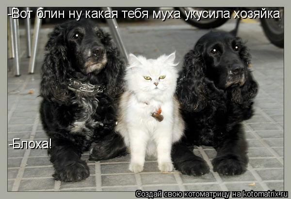 -Вот блин ну какая тебя муха укусила хозяйка -Вот блин ну какая тебя муха укусила хозяйка -Блоха!... Котоматрица: -Вот блин ну какая тебя муха укусила хозяйка -Вот блин ну какая тебя муха укусила хозяйка -Блоха!