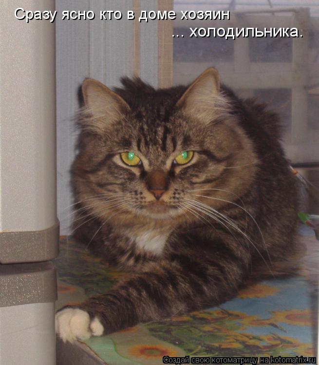 Сразу ясно кто в доме хозяин ... холодильника.... Котоматрица: Сразу ясно кто в доме хозяин ... холодильника.