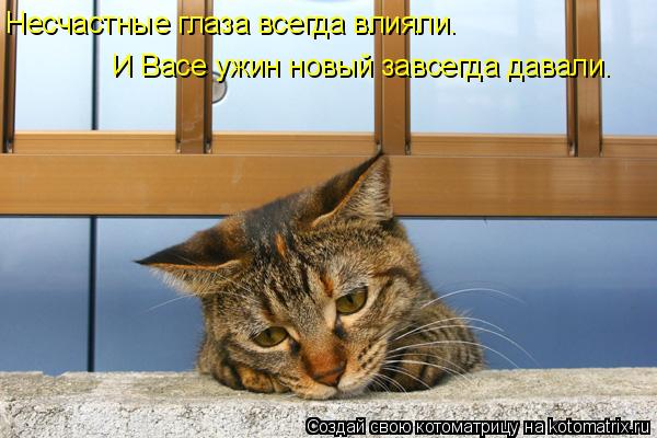 Несчастные глаза всегда влияли. И Васе ужин новый завсегда давали.... Котоматрица: Несчастные глаза всегда влияли. И Васе ужин новый завсегда давали.