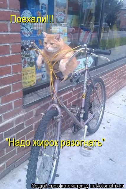 Поехали!!! "Надо жирок разогнать"... Котоматрица: Поехали!!! "Надо жирок разогнать"