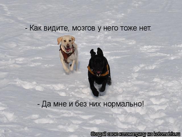 - Как видите, мозгов у него тоже нет. - Да мне и без них нормально!... Котоматрица: - Как видите, мозгов у него тоже нет. - Да мне и без них нормально!