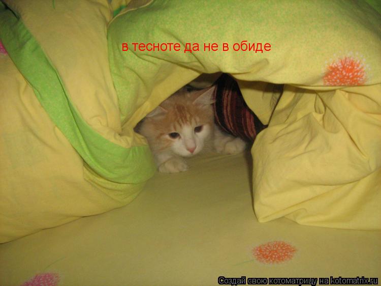в тесноте да не в обиде... Котоматрица: в тесноте да не в обиде