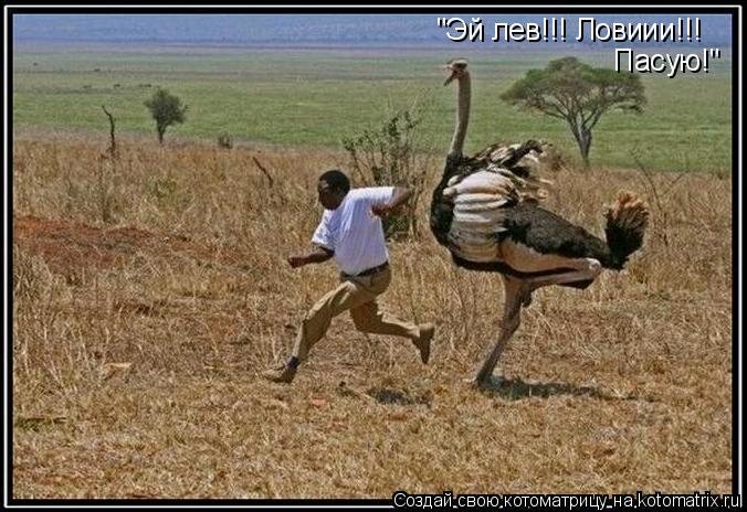 "Эй лев!!! Ловиии!!! Пасую!"... Котоматрица: "Эй лев!!! Ловиии!!! Пасую!"