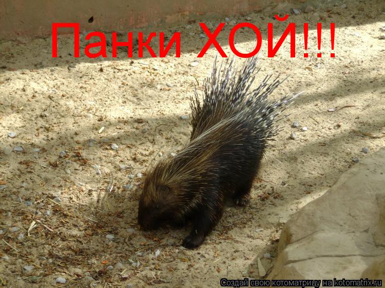 Панки ХОЙ!!!... Котоматрица: Панки ХОЙ!!!