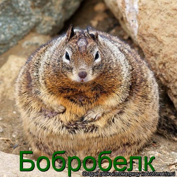 Бобробелк... Котоматрица: Бобробелк
