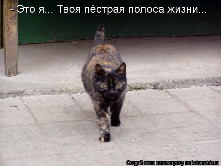 - Это я... Твоя пёстрая полоса жизни...... Котоматрица: - Это я... Твоя пёстрая полоса жизни...