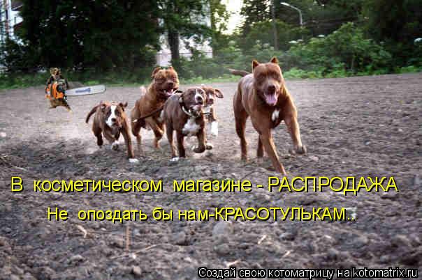 Котоматрица: Не  опоздать бы нам-КРАСОТУЛЬКАМ.. В  косметическом  магазине - РАСПРОДАЖА