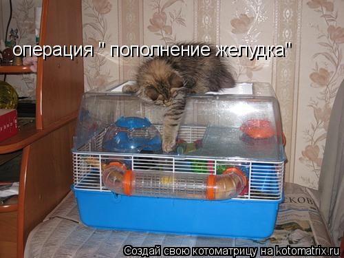 Котоматрица: операция " пополнение желудка"