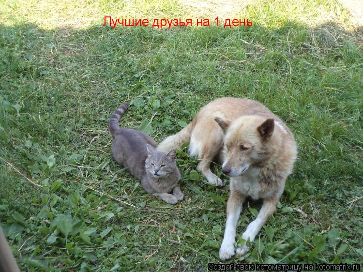 Котоматрица: Лучшие друзья на 1 день