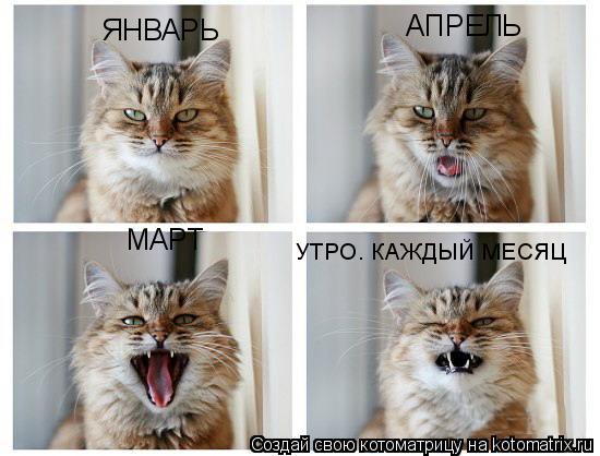 Котоматрица: МАРТ ЯНВАРЬ АПРЕЛЬ УТРО. КАЖДЫЙ МЕСЯЦ