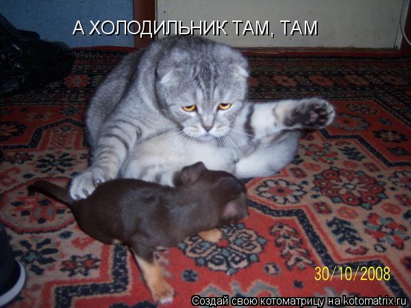 Котоматрица: А ХОЛОДИЛЬНИК ТАМ, ТАМ