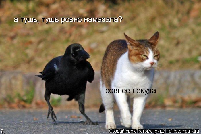 Котоматрица: а тушь, тушь ровно намазала? ровнее некуда