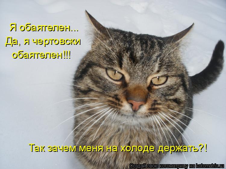 Котоматрица: Я обаятелен... Да, я чертовски обаятелен!!! Так зачем меня на холоде держать?!