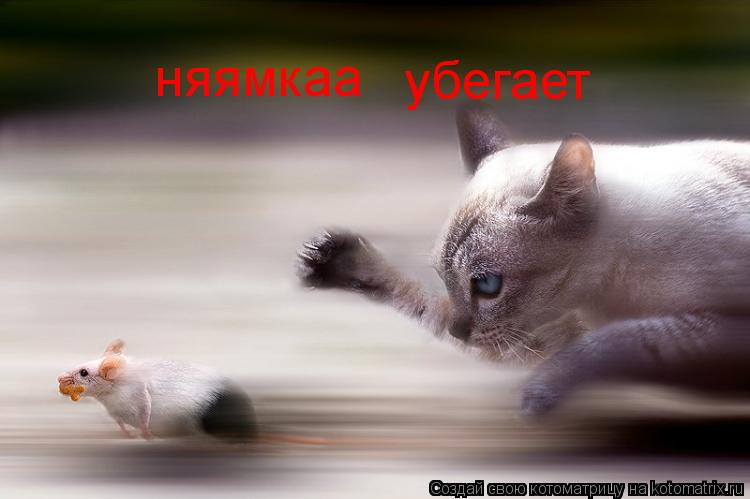 няямкаа убегает... Котоматрица: няямкаа убегает