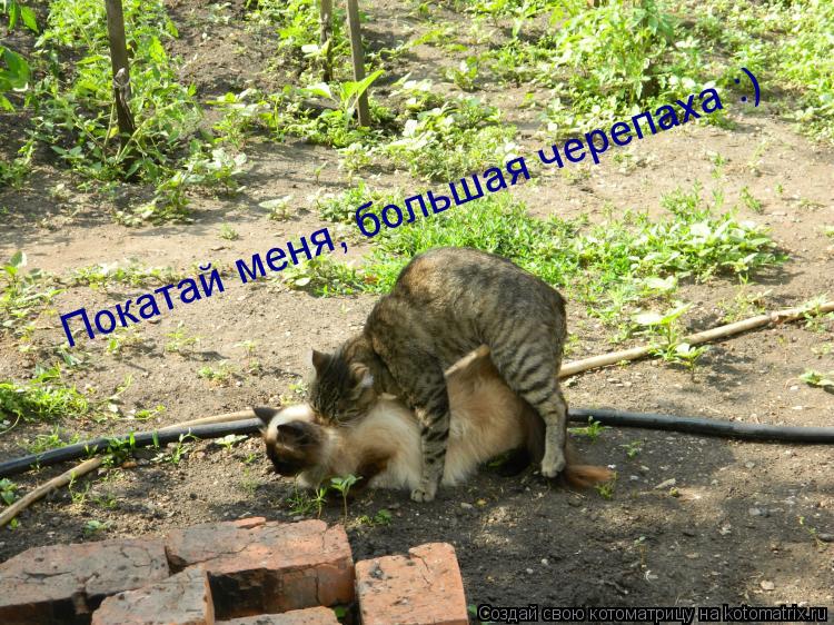 Покатай меня, большая черепаха :)... Котоматрица: Покатай меня, большая черепаха :)