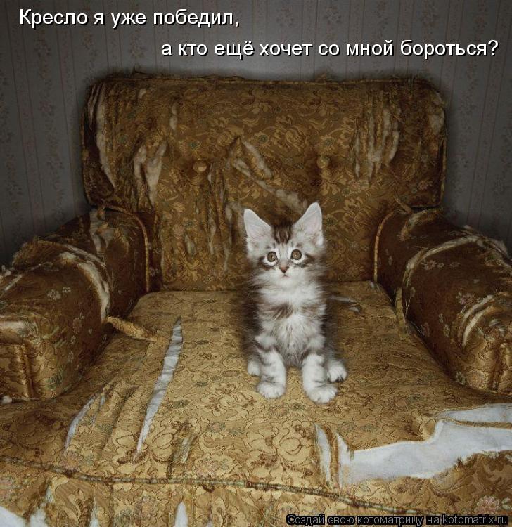 Кресло я уже победил, а кто ещё хочет со мной бороться?... Котоматрица: Кресло я уже победил, а кто ещё хочет со мной бороться?