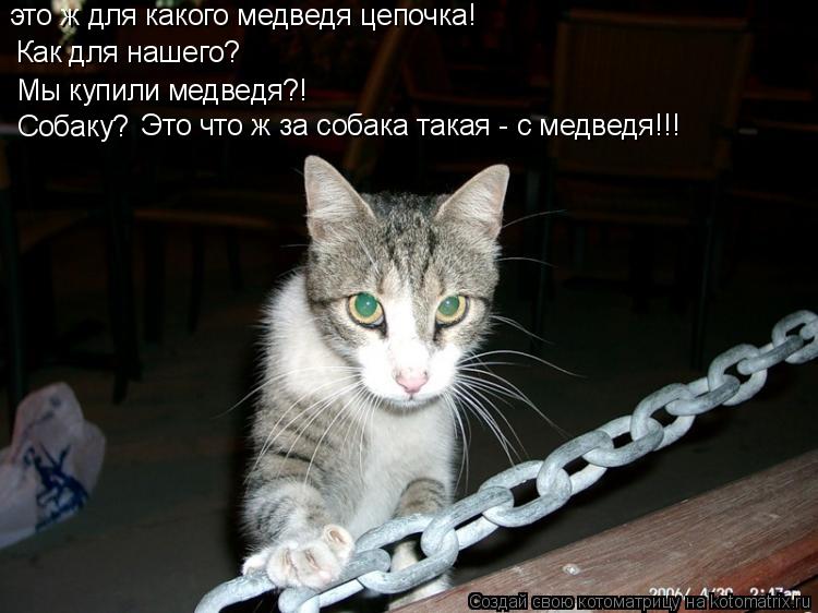 Как для нашего? это ж для какого медведя цепочка! Мы купили медведя?! Собаку? Это что ж за собака так... Котоматрица: Как для нашего? это ж для какого медведя цепочка! Мы купили медведя?! Собаку? Это что ж за собака такая - с медведя!!!