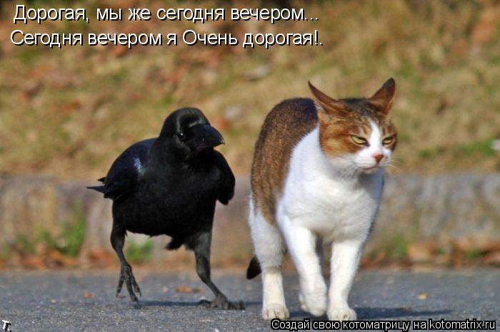 Дорогая, мы же сегодня вечером... Сегодня вечером я Очень дорогая!.... Котоматрица: Дорогая, мы же сегодня вечером... Сегодня вечером я Очень дорогая!.