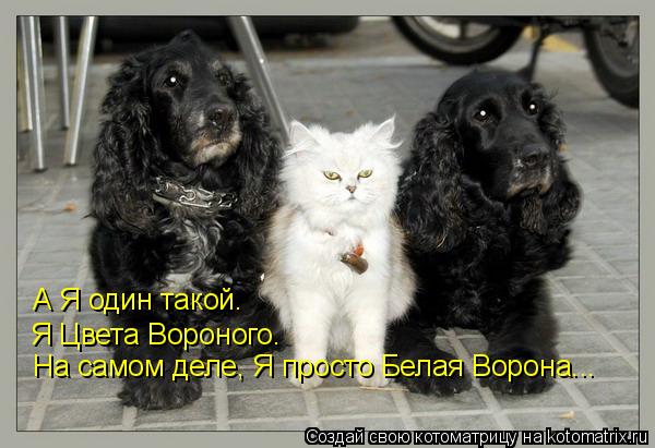 А Я один такой. Я Цвета Вороного. На самом деле, Я просто Белая Ворона...... Котоматрица: А Я один такой. Я Цвета Вороного. На самом деле, Я просто Белая Ворона...