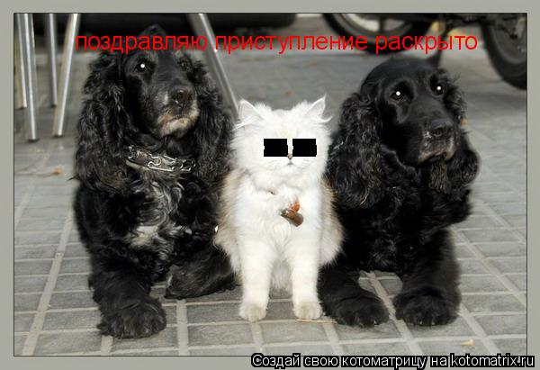 поздравляю приступление раскрыто -- -- -- --... Котоматрица: поздравляю приступление раскрыто -- -- -- --