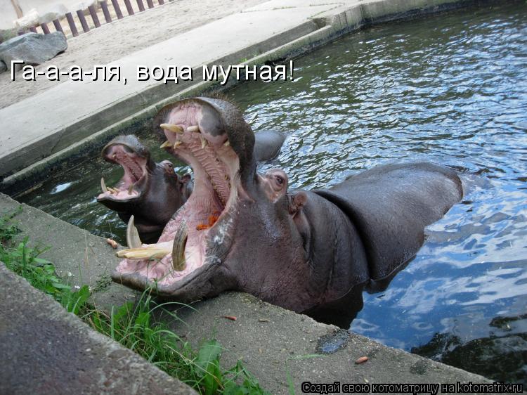 Га-а-а-ля, вода мутная!... Котоматрица: Га-а-а-ля, вода мутная!