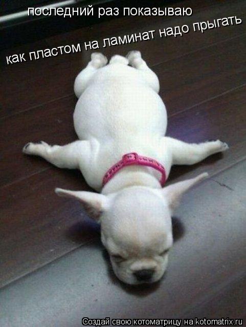 последний раз показываю как пластом на ламинат надо прыгать... Котоматрица: последний раз показываю как пластом на ламинат надо прыгать