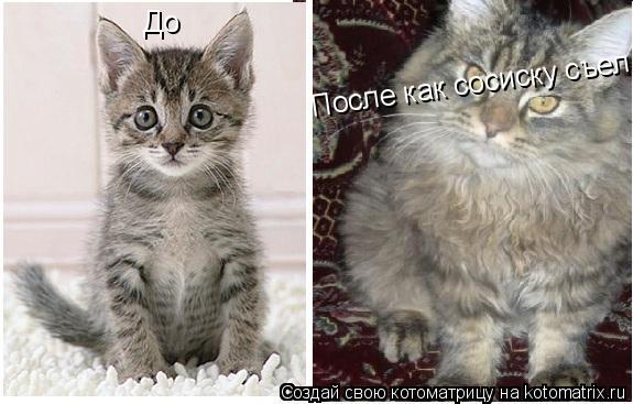 До После как сосиску съел... Котоматрица: До После как сосиску съел