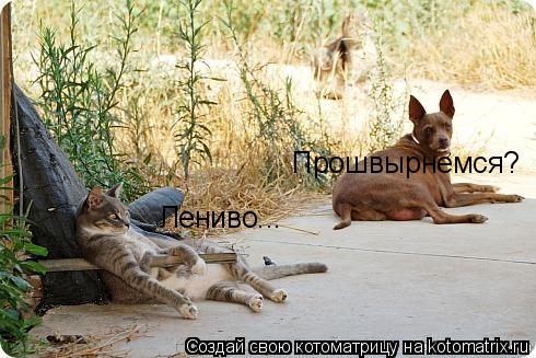 Прошвырнемся? Лениво...... Котоматрица: Прошвырнемся? Лениво...