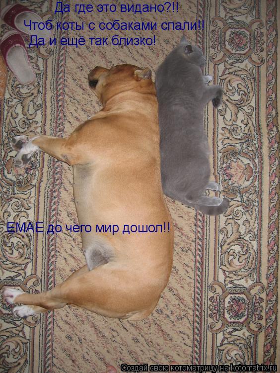 Да и ещё так близко! Чтоб коты с собаками спали!! Да где это видано?!! ЕМАЕ до чего мир дошол!!... Котоматрица: Да и ещё так близко! Чтоб коты с собаками спали!! Да где это видано?!! ЕМАЕ до чего мир дошол!!