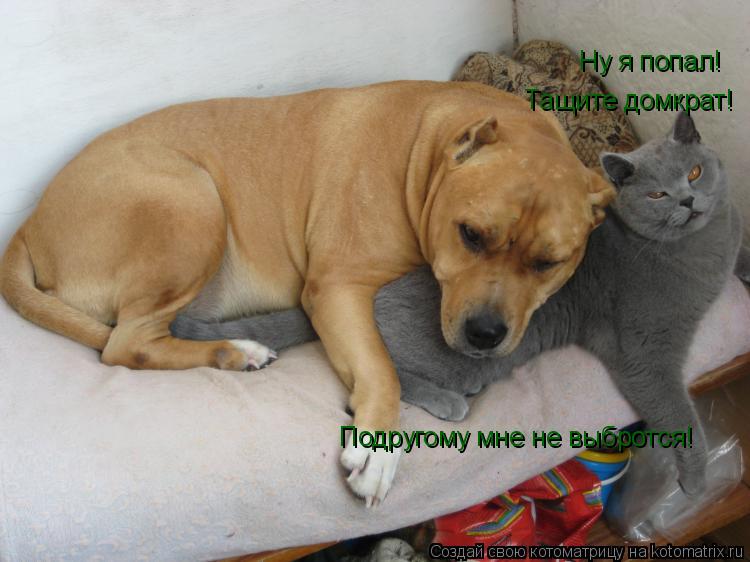 Ну я попал! Тащите домкрат! Подругому мне не выбротся!... Котоматрица: Ну я попал! Тащите домкрат! Подругому мне не выбротся!